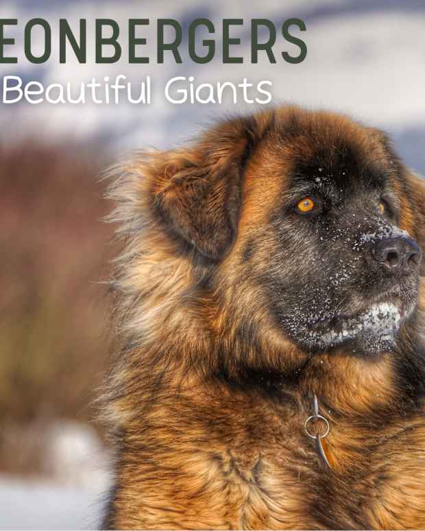 the-leonberger-dog-breed-one-of-the-largest-dogs-in-the-world