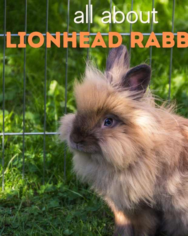 petology-lionhead-bunny-rabbits-all-about-these-cute-and-unusual-bunnies