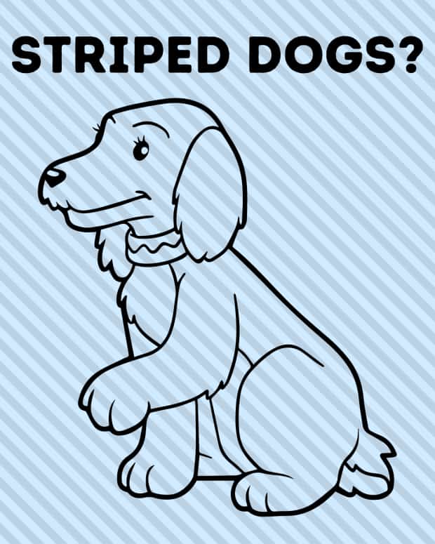 striped-dogs