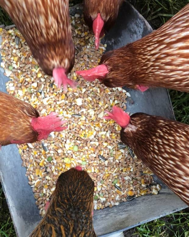 How Can I Tell If My Chickens Are Too Fat or Thin? - PetHelpful