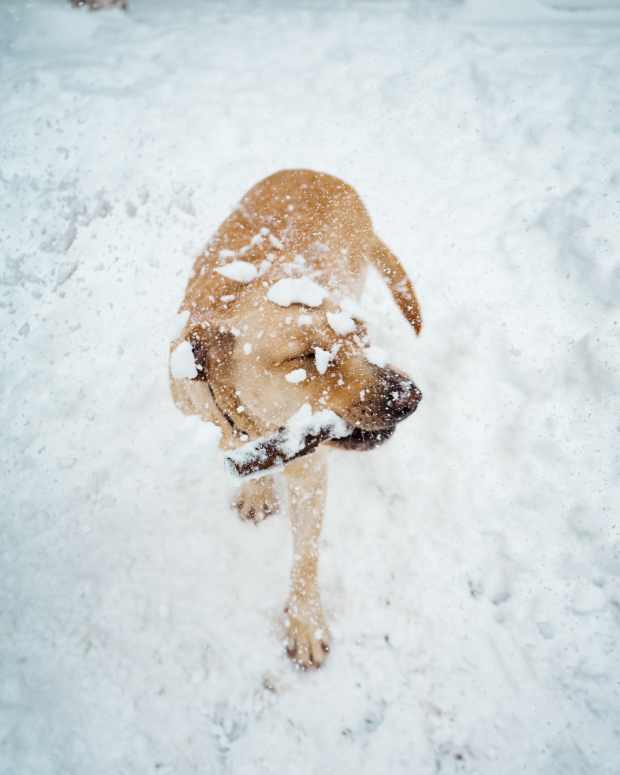 5-ways-to-remove-snowballs-from-your-dogs-fur