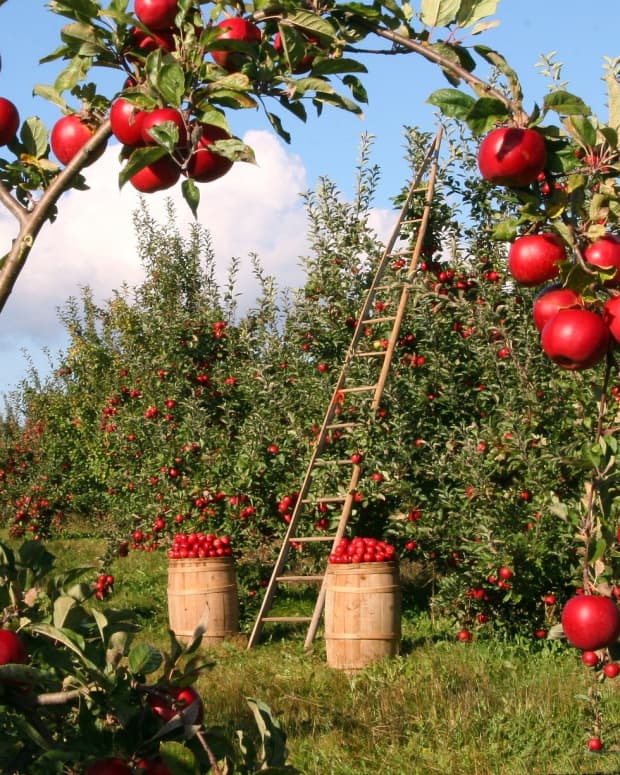 robert-frosts-after-apple-picking-a-critical-analysis