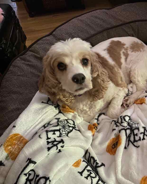 dog-afraid-of-people-and-noise