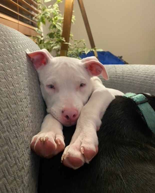 deaf-and-blind-dogs-health-issues