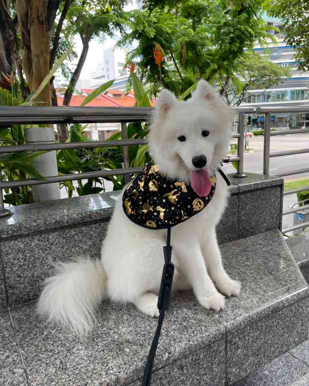 dog-aggressive-in-the-car