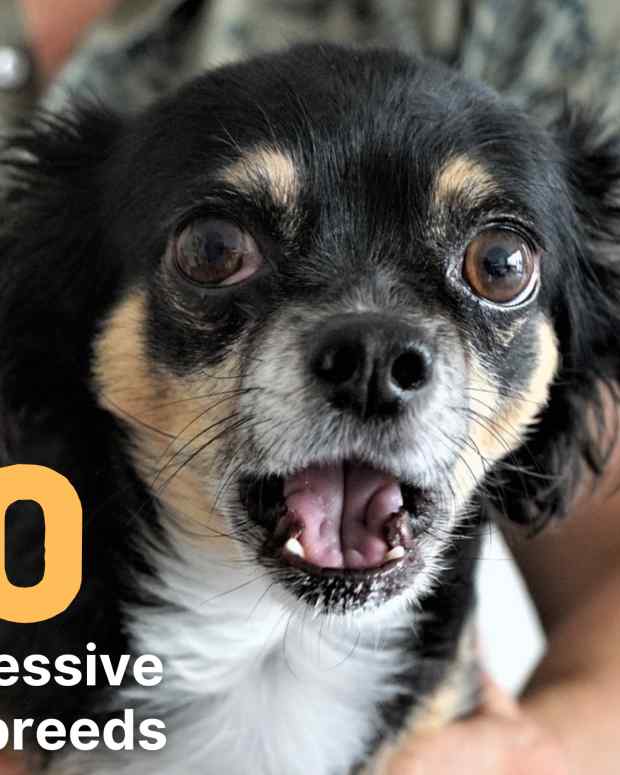 10-most-aggressive-dog-breeds-temperament-ratings-and-information