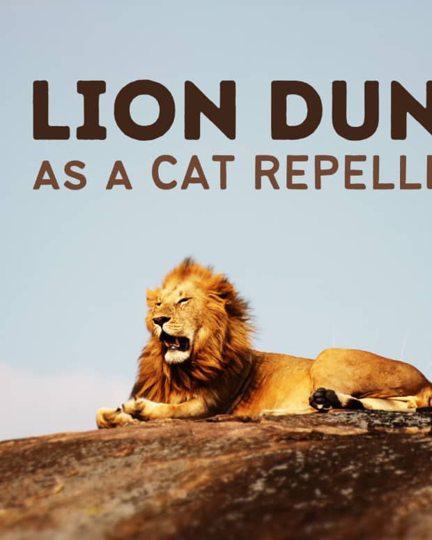 lion-dung-as-a-cat-repellent
