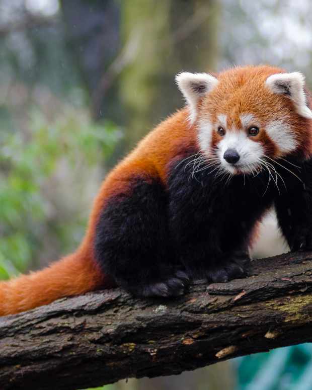 how-to-help-save-the-red-pandas