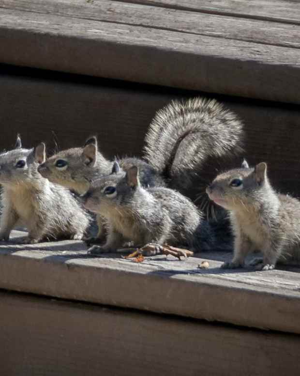 How Do Squirrels Climb Trees? PetHelpful