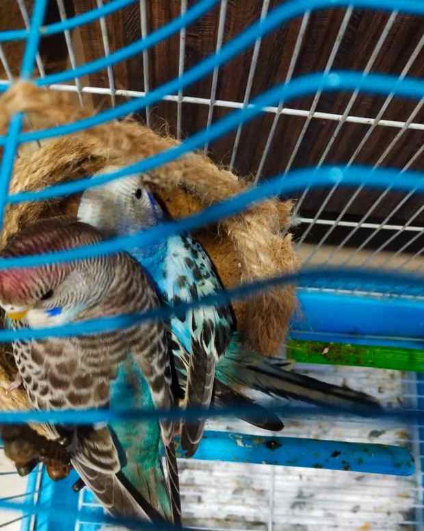 male-and-female-budgies-one-cage