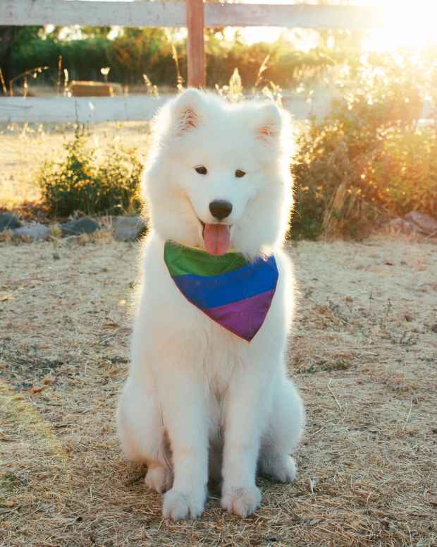 Why Does My Dog's Saliva Smell So Bad? PetHelpful