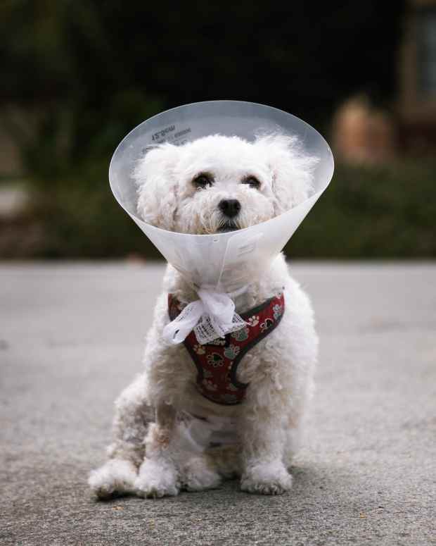 dog-wont-pee-after-cystotomy