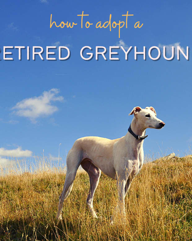 retired-racing-greyhounds-as-pets-rescue-dogs-adoption-puppies-greyhound-homes-for-unwanted-abandoned-greyhounds