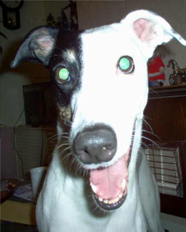 how-a-microchip-saved-a-stolen-dogs-life