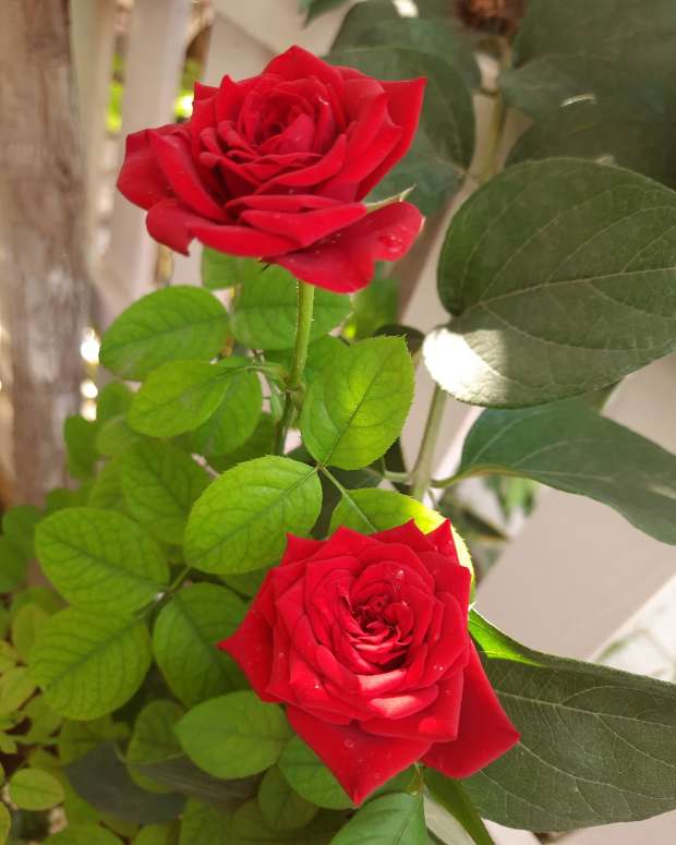 How To Find Your Dream Mail Order Groom HubPages