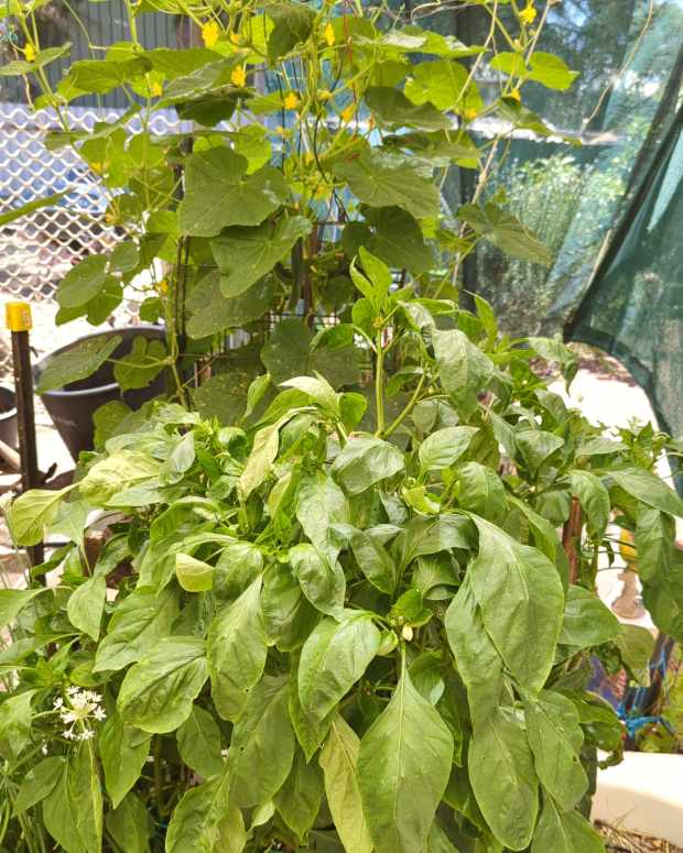 frugal-gardening-how-to-establish-care-and-maintain-your-vegetable-garden