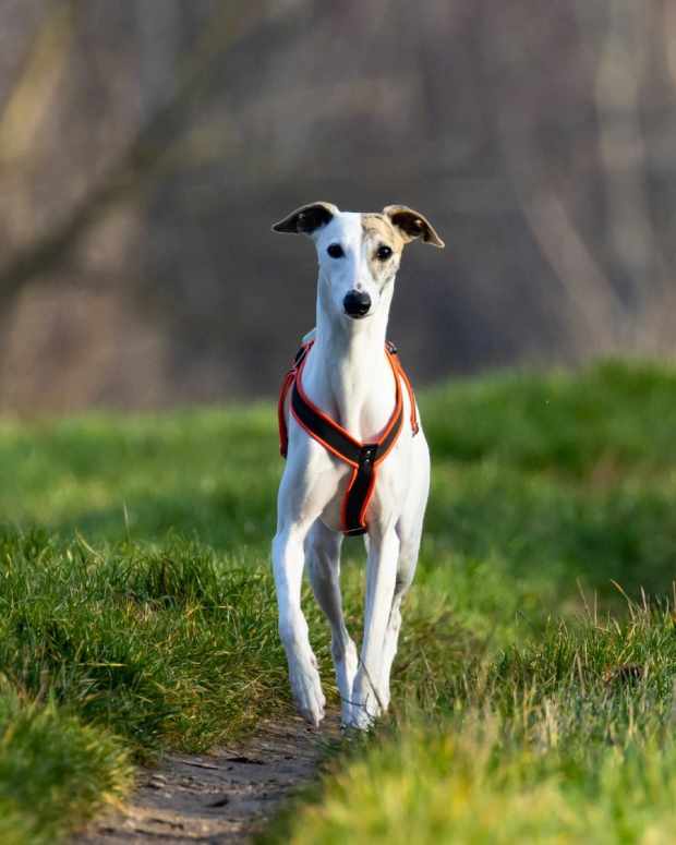 15-dogs-that-look-like-greyhounds