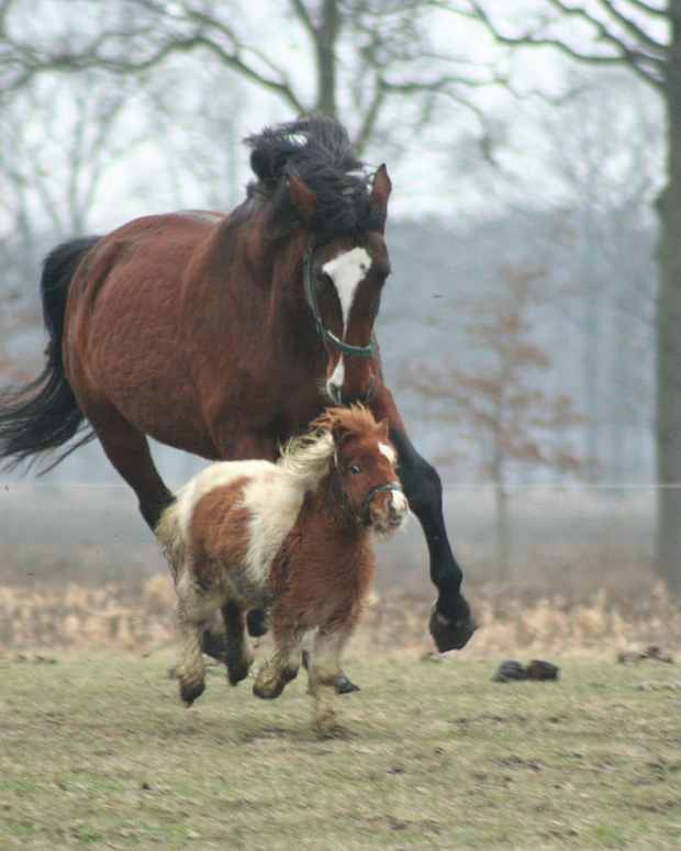 horse-lesson-for-kindergarten