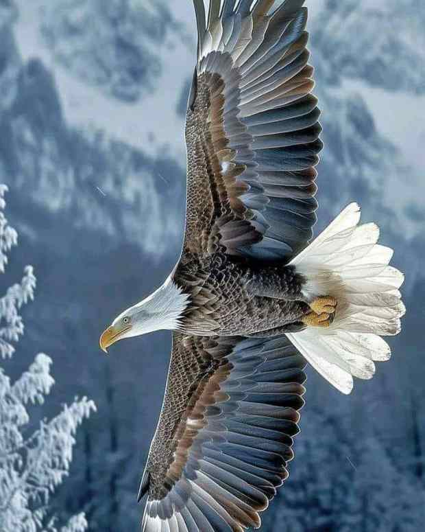 learning-to-soar-above-like-an-eagle