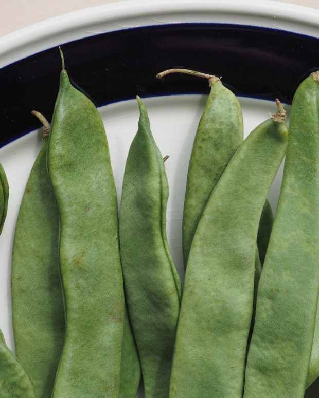 how-to-grow-peas-or-mangetout