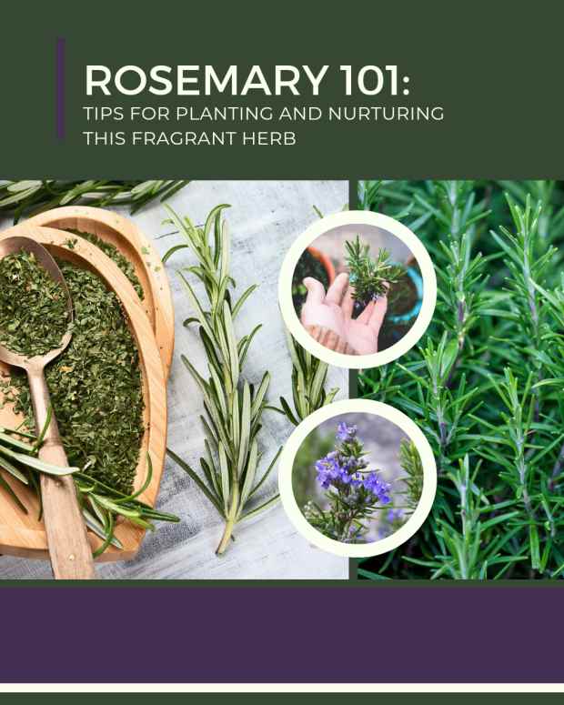 rosemary-101-tips-for-planting-and-nurturing-this-fragrant-herb