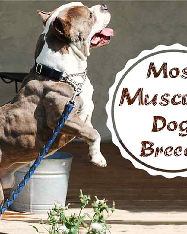15-most-muscular-dog-breeds