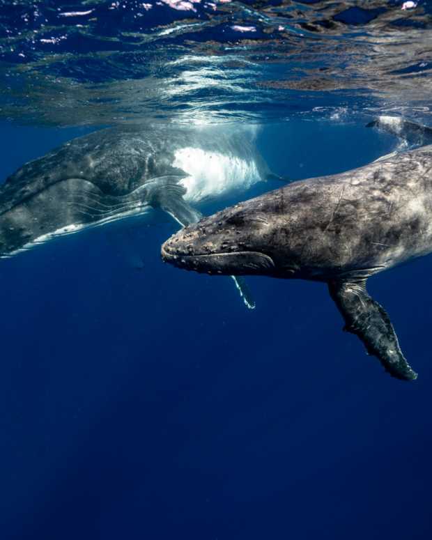 best-places-for-whale-watching-in-australia