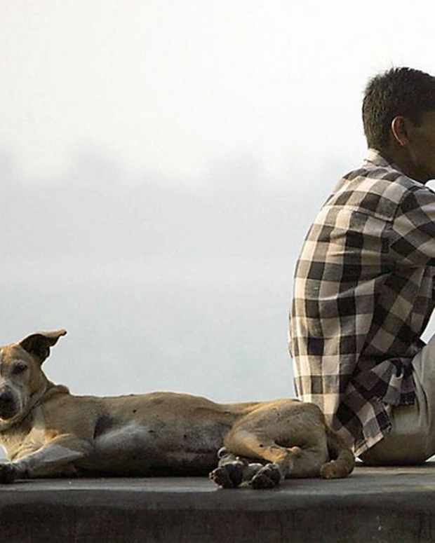 10-heroic-stray-dogs-that-saved-the-life-of-humans
