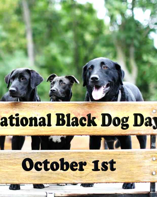 black-dog-day-celebration