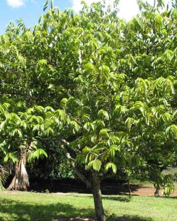 facts-about-custard-apple-tree-description-and-uses