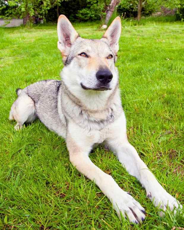 11-best-wolf-dog-breeds
