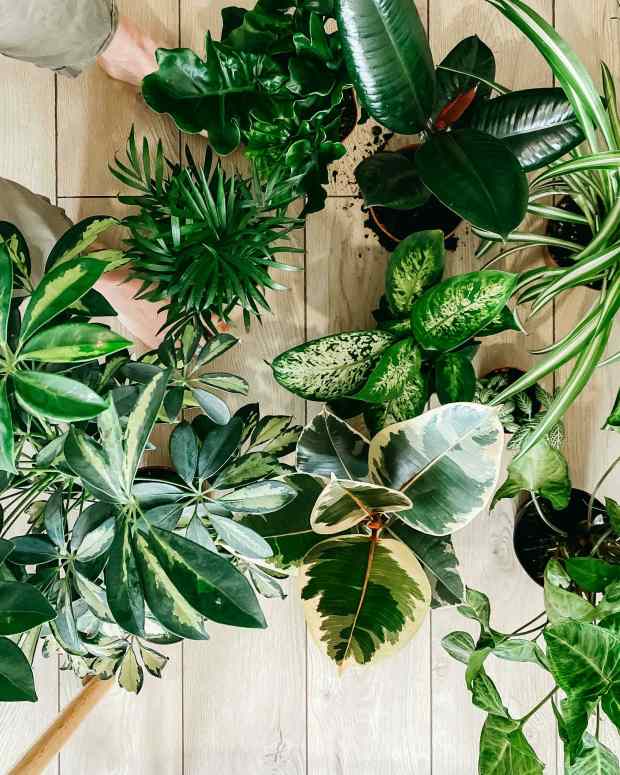some-plants-are-easy-to-grow
