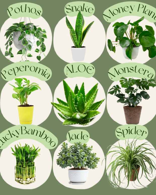 ultimate-guide-to-home-gardening-and-indoor-plants-enhancing-your-space-with-greenery