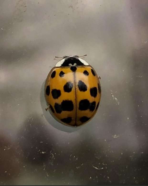 lady-bug-on-my-window