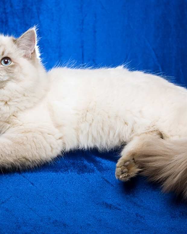 august-8-international-cat-day-11-most-beautiful-cat-breeds