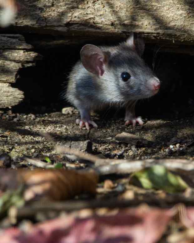 How to Keep Mice, Rats, and Other Rodents out of Your Car Engine