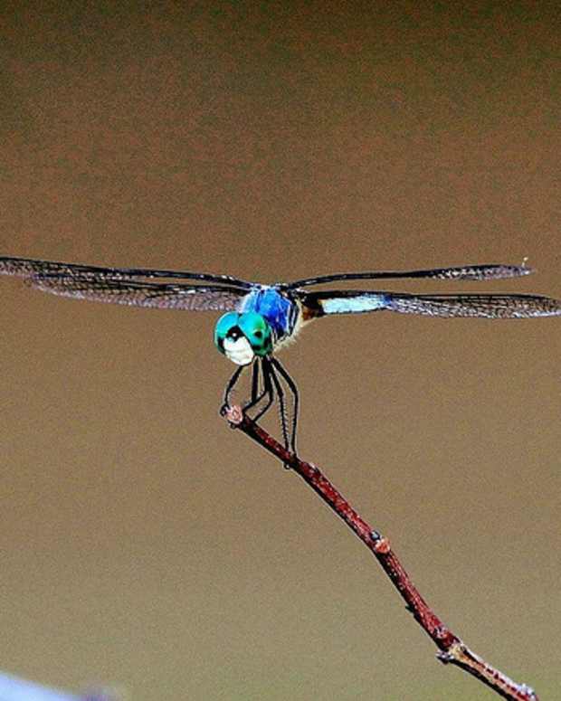dragonfly-festivals-in-america-the-latest-hot-travel-attractions