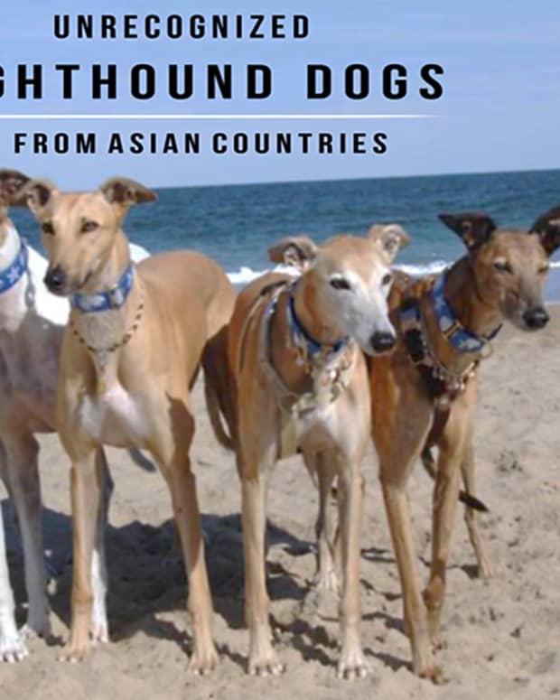 Caravan Hound or Karwanis, Dog Breed Information, Facts