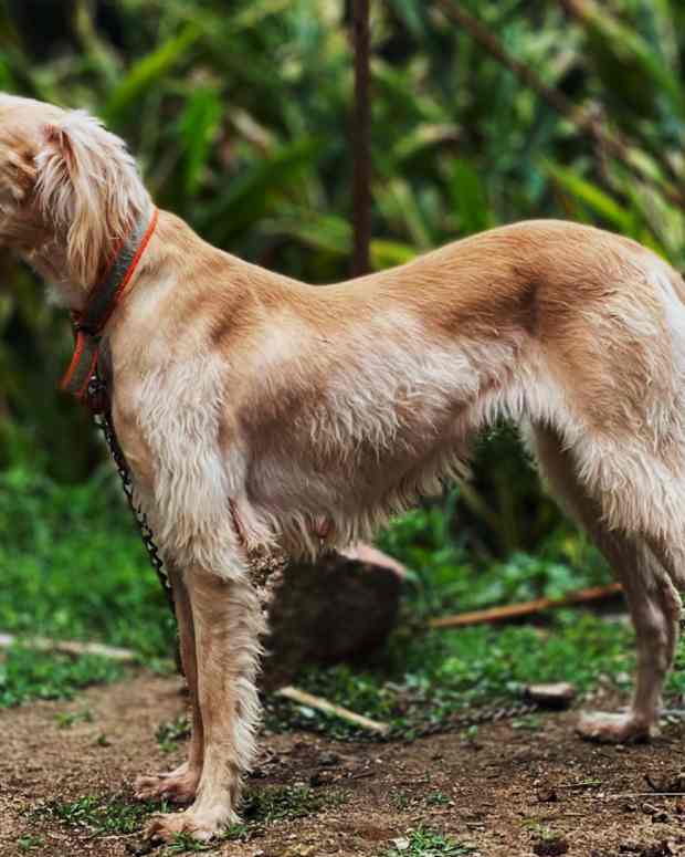11-indian-dogs