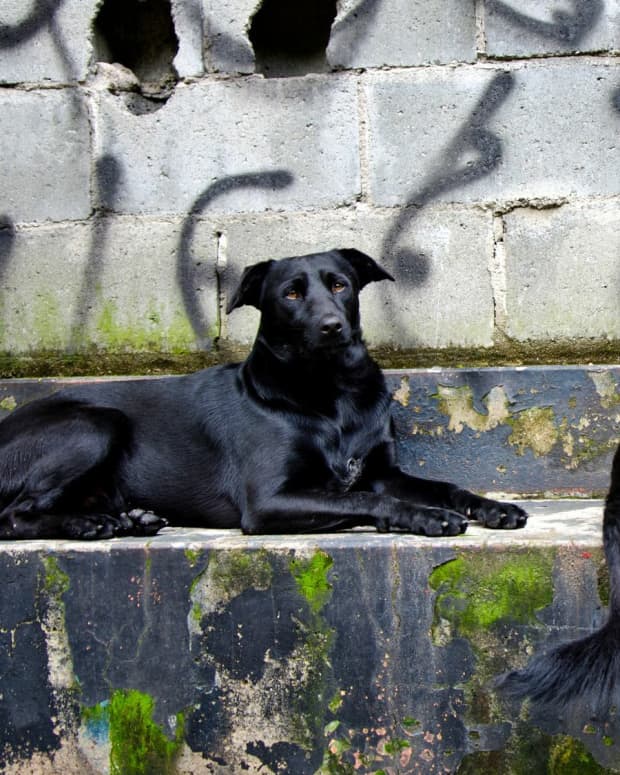 The Fiendish Black Dog Of British Folklore Exemplore   10 Superstitions About Black Dog 