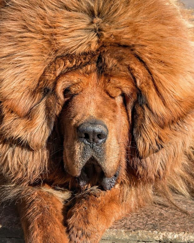 10-countries-where-tibetan-mastiffs-are-banned-or-restricted