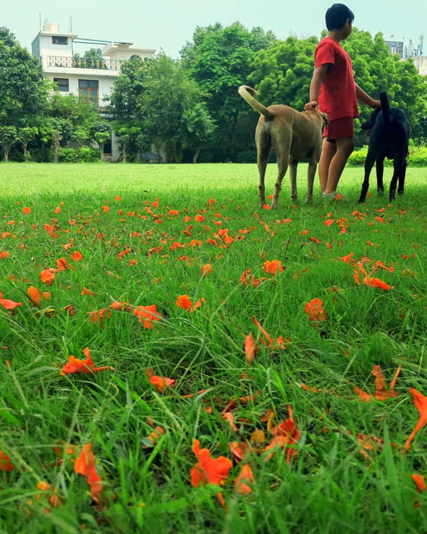 11-best-indian-dog-breeds-for-farms