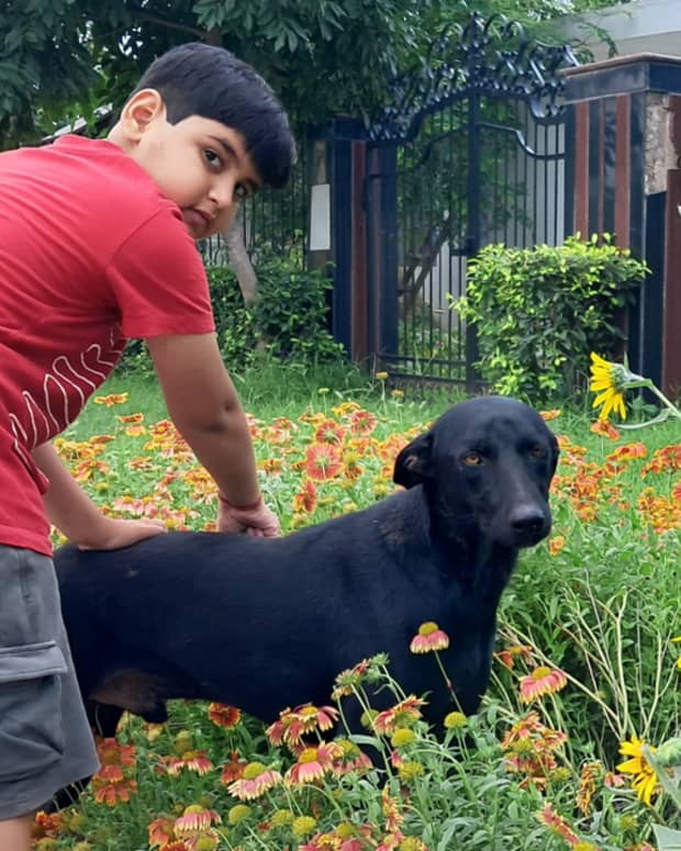 11-budget-friendly-dog-breeds-in-india