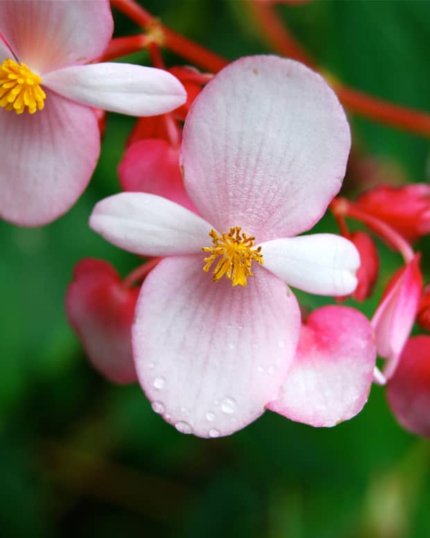 how-to-care-for-the-beefsteak-begonia