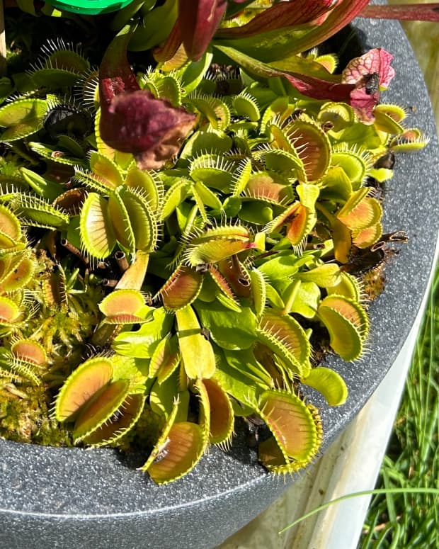 beginners-guide-to-venus-fly-trap-care-in-the-uk