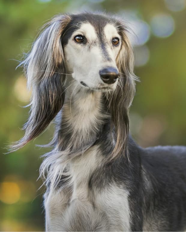 15-dogs-that-look-like-saluki