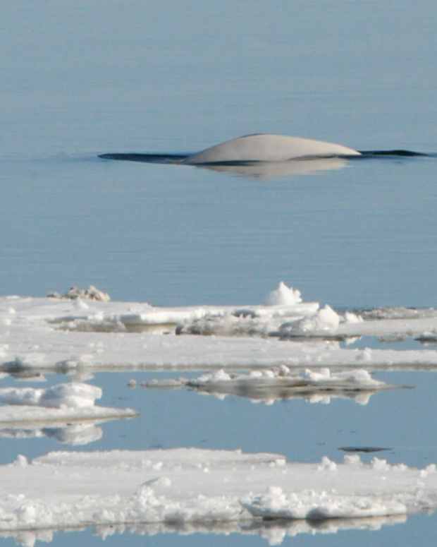 the-ocean-in-winter-a-free-verse-poem