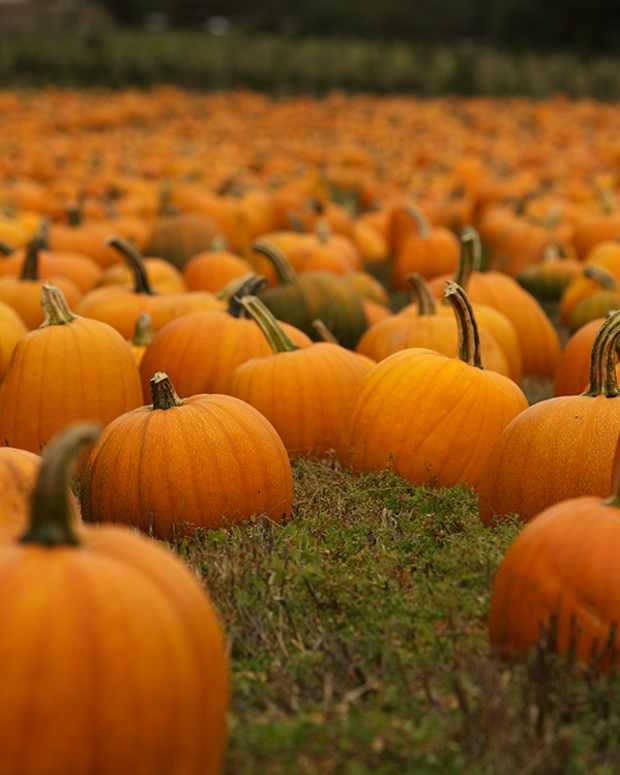 10-ways-to-use-a-pumpkin
