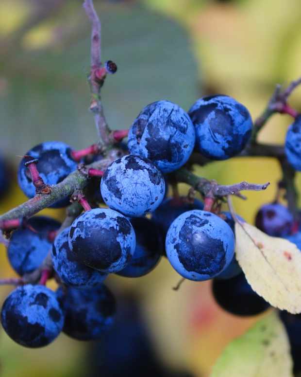 contents-of-a-witchs-garden