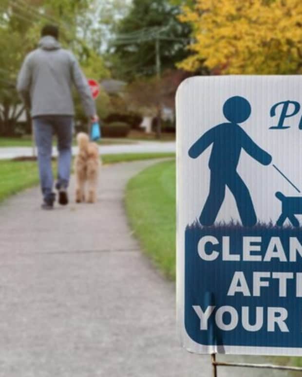 cleaning-up-after-dogs